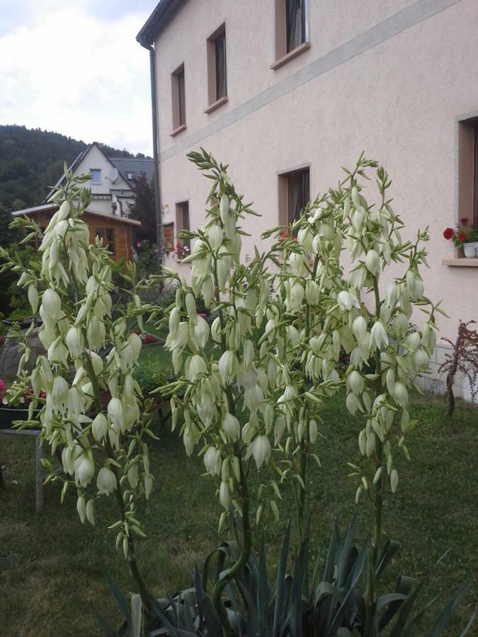Ferienwohnung Buechsenhof Prossen Luaran gambar